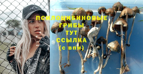 прущие грибы Верхний Тагил