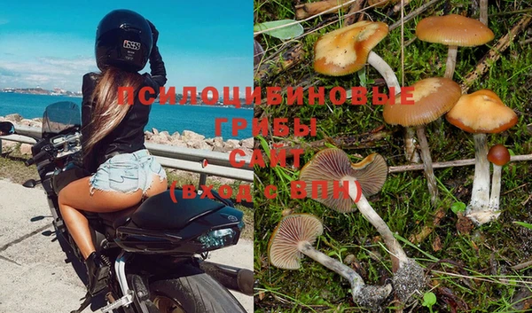прущие грибы Верхний Тагил